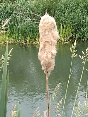photo of Bulrush