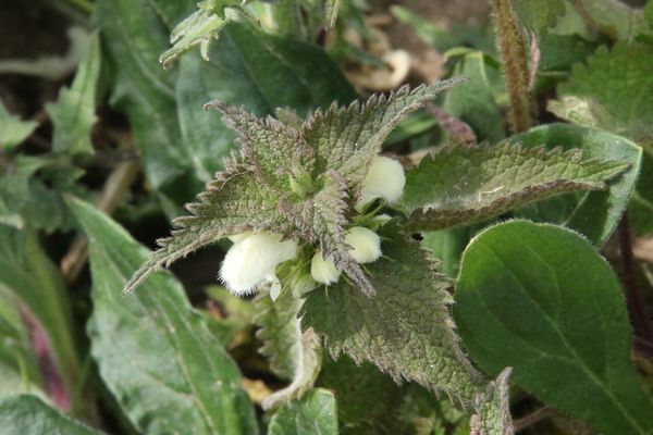 photo of White Dead Nettle