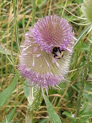 photo of Teasel