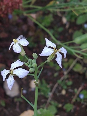 photo of Wild Radish