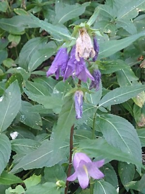 photo of Nettle Leaved Bellflower