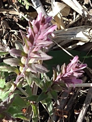 photo of Red Bartsia