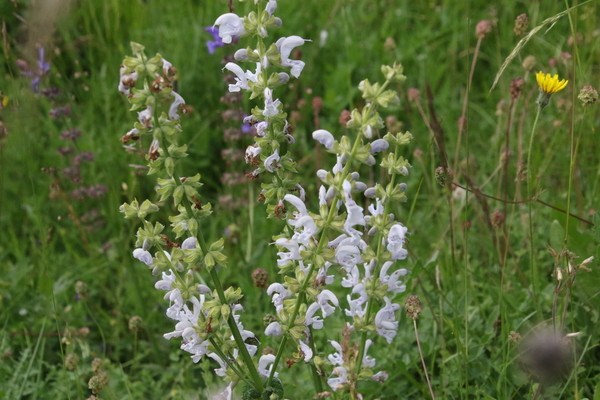 photo of Meadow Clary