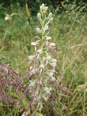 photo of Lizard Orchid