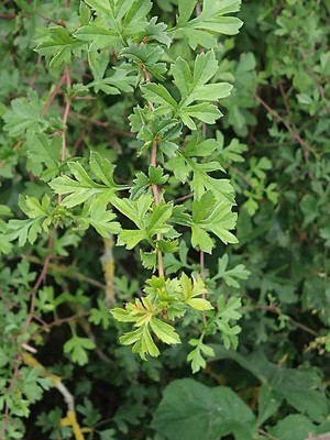 photo of Hawthorn