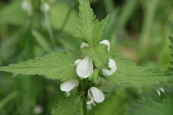 photo of White Dead Nettle