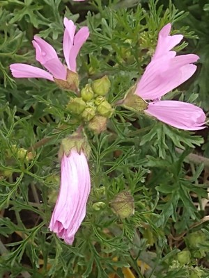 photo of Greater Musk Mallow
