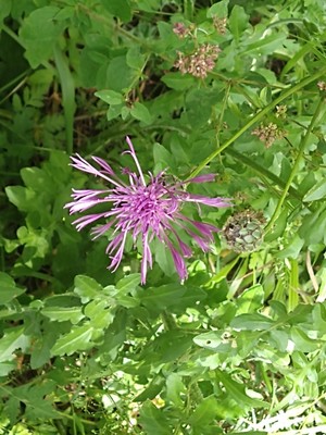 photo of Greater Knapweed