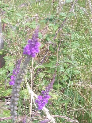 photo of Purple Toadflax
