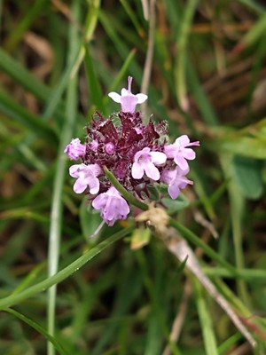 photo of Wild Thyme