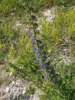photo of Vipers Bugloss