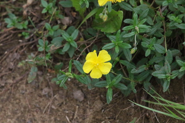 photo of Common Rockrose