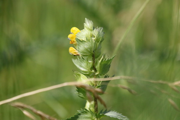 photo of Yellow Rattle