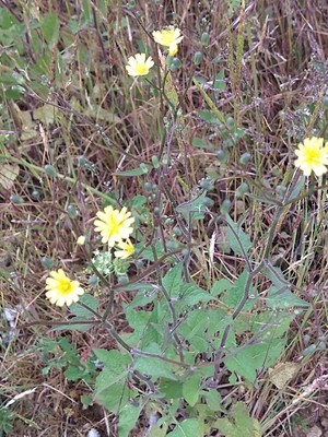 photo of Nipplewort