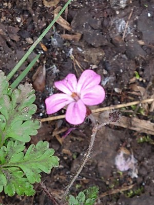 photo of Herb Robert