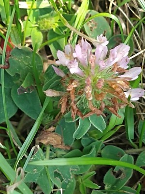 photo of Red Clover