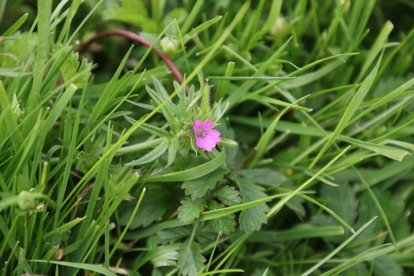 photo of Cut Leaved Crane's Bill