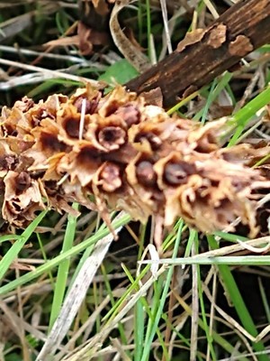 photo of Knapweed Broomrape