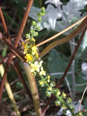 photo of Agrimony