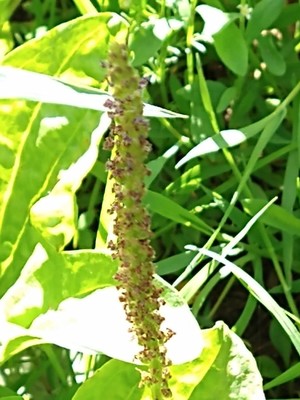 photo of Greater Plantain
