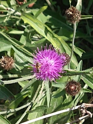 photo of Common Knapweed