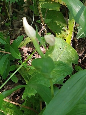 photo of White Helleborine