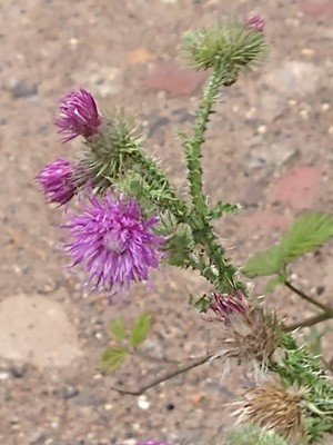 photo of Plumeless Thistle