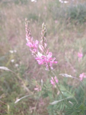 photo of Sainfoin