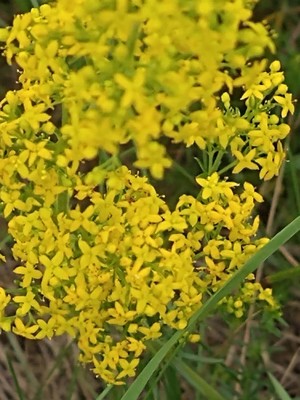 photo of Lady's Bedstraw