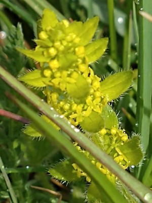 photo of Crosswort