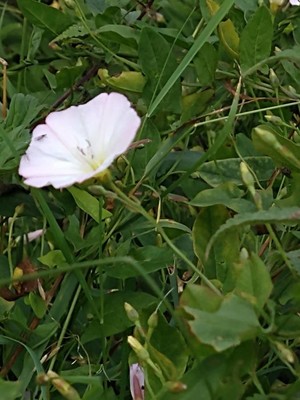 photo of Field Bindweed