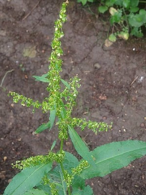 photo of Curled Dock