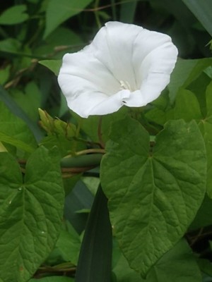 photo of Hedge Bindweed