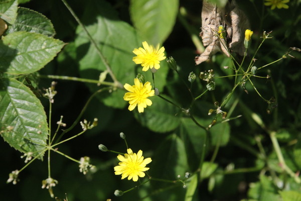 photo of Nipplewort