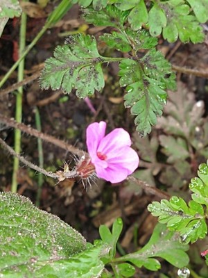 photo of Herb Robert