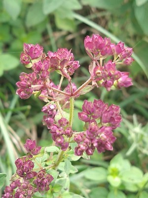 photo of Wild Marjoram