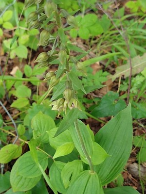 photo of Broad Leaved Helleborine