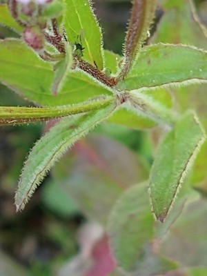 photo of Hoary Willowherb