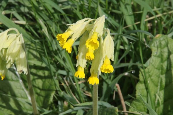 photo of Cowslip