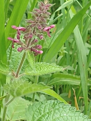 photo of Hedge Woundwort
