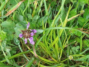 photo of Selfheal