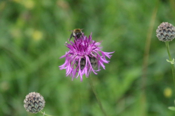 photo of Greater Knapweed