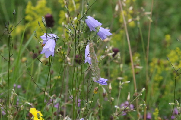 photo of Harebell