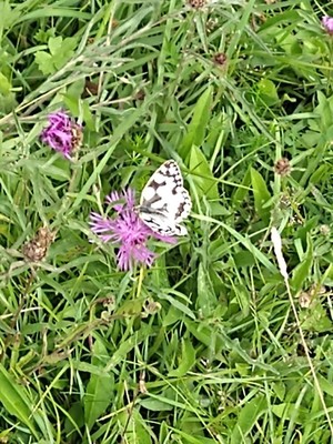 photo of Brown Knapweed