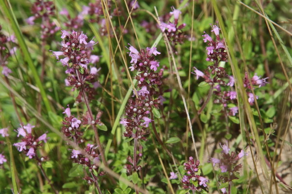 photo of Wild Thyme