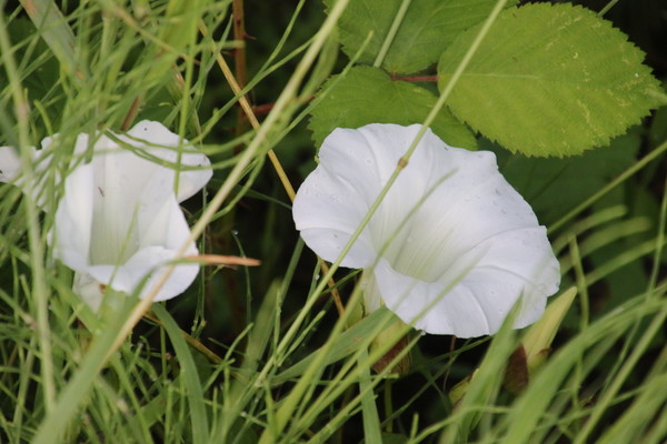 photo of Hedge Bindweed