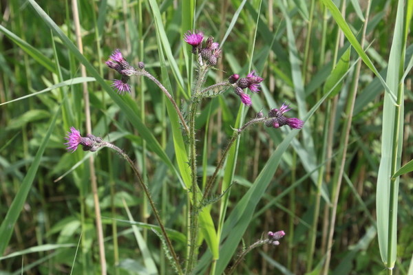 photo of Marsh Thistle