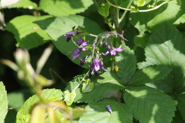 photo of Bittersweet