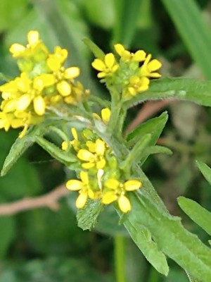 photo of Hedge Mustard