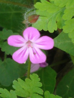photo of Herb Robert